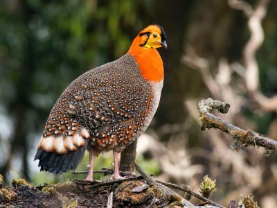 Bhutan Birding Odyssey, Satyr Tragopan