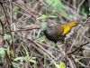 Scaly-Laughingthrush