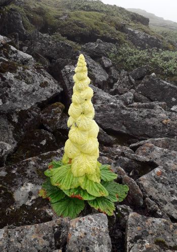 Botanical Tours in Bhutan