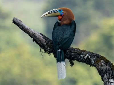 Great Hornbill Bhutan