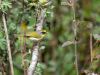 Black-faced-Warbler