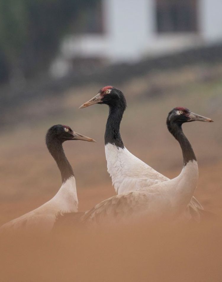 Bumdeling Wildlife Sanctuary