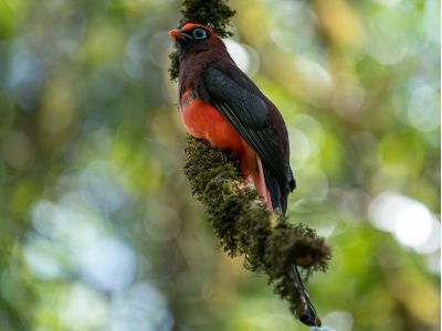 Ward's Trogon