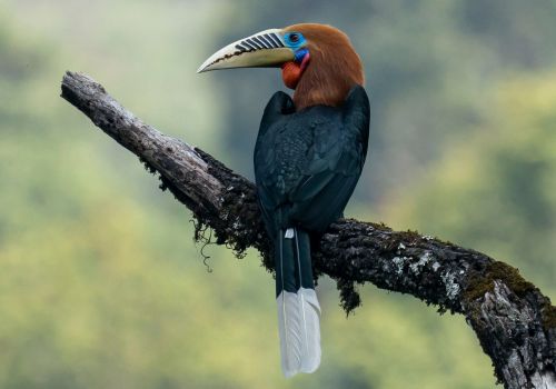 Great Hornbill Bhutan