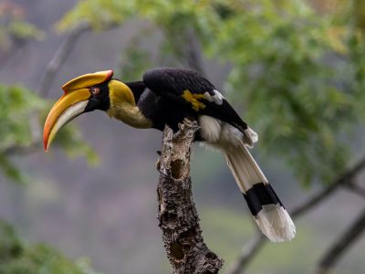 Great Hornbill Bhutan