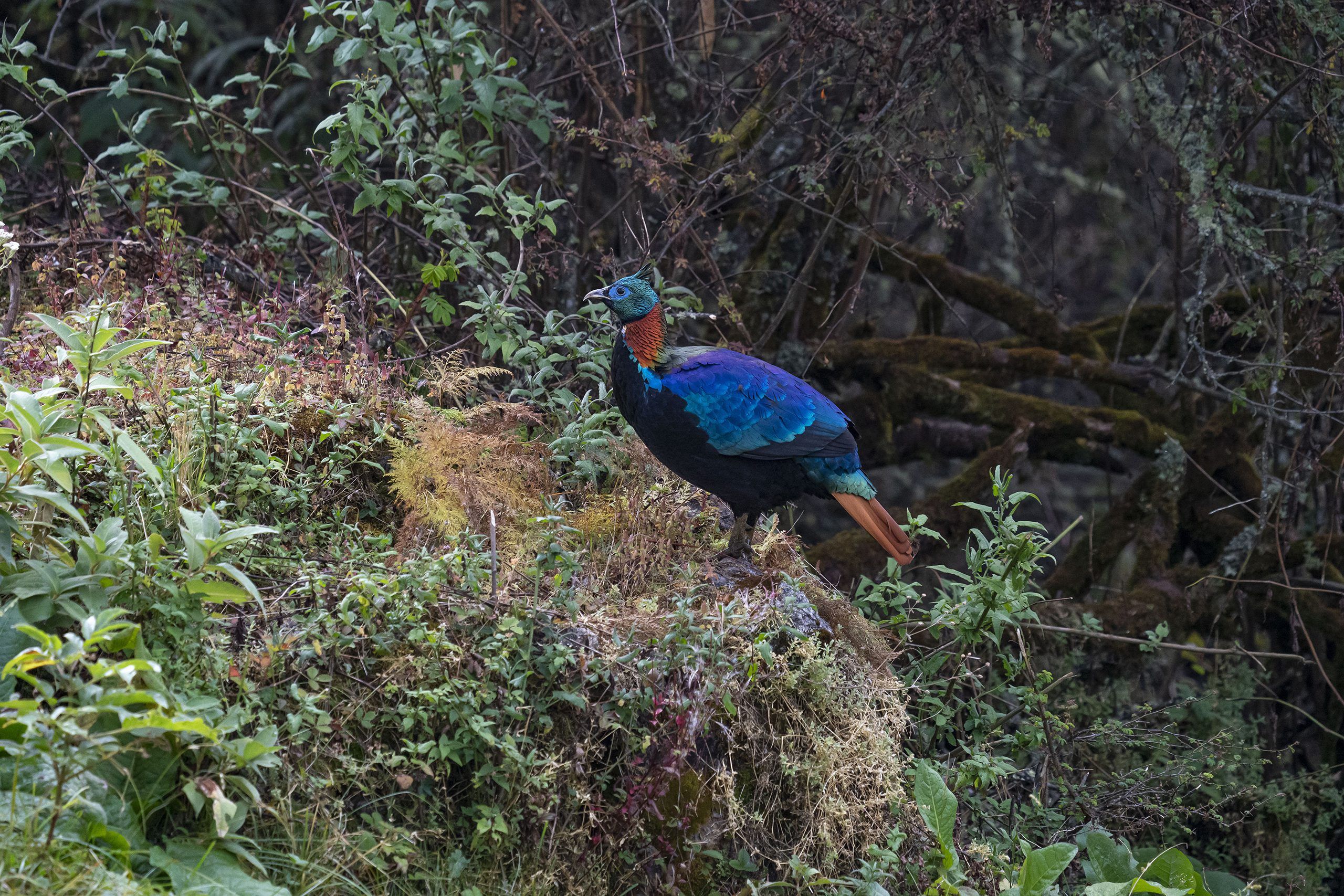 Himalayan Monal