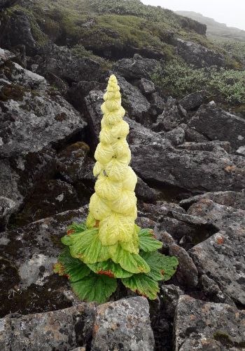 Botanical Tours in Bhutan