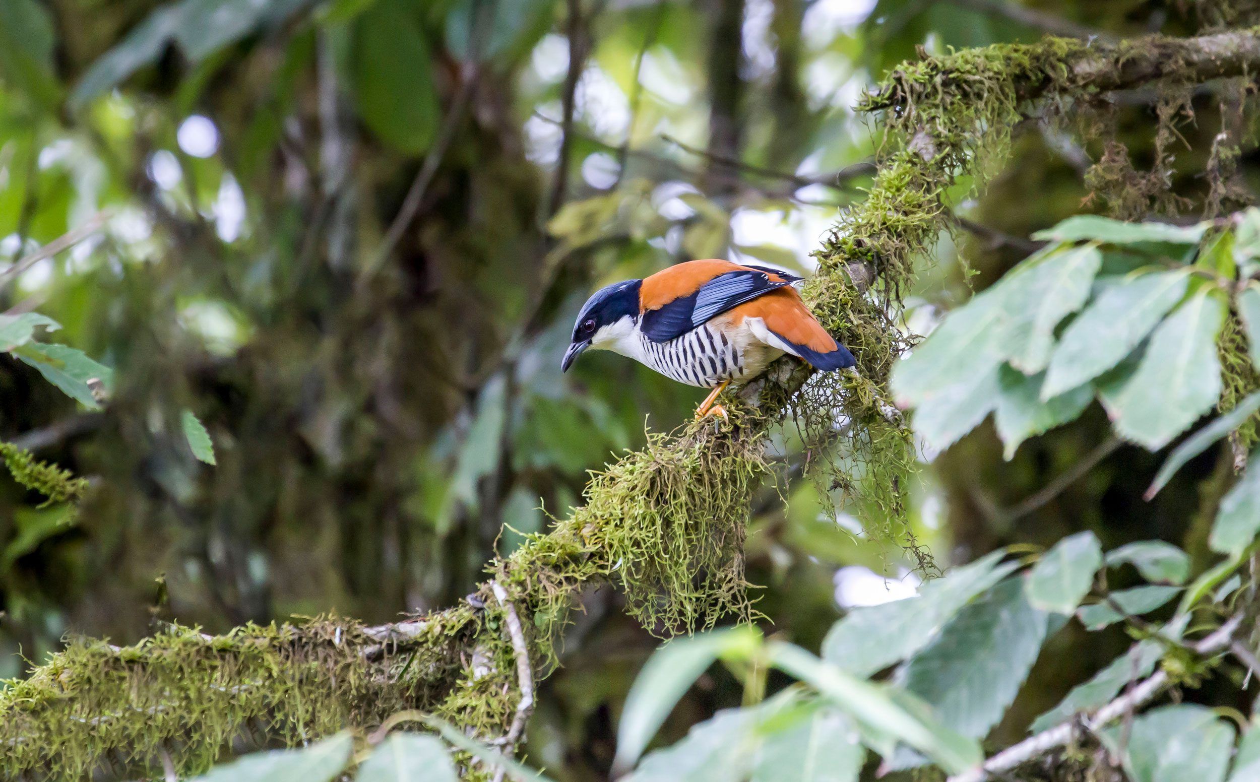 Himalayan Cutia photographed in Bhutan