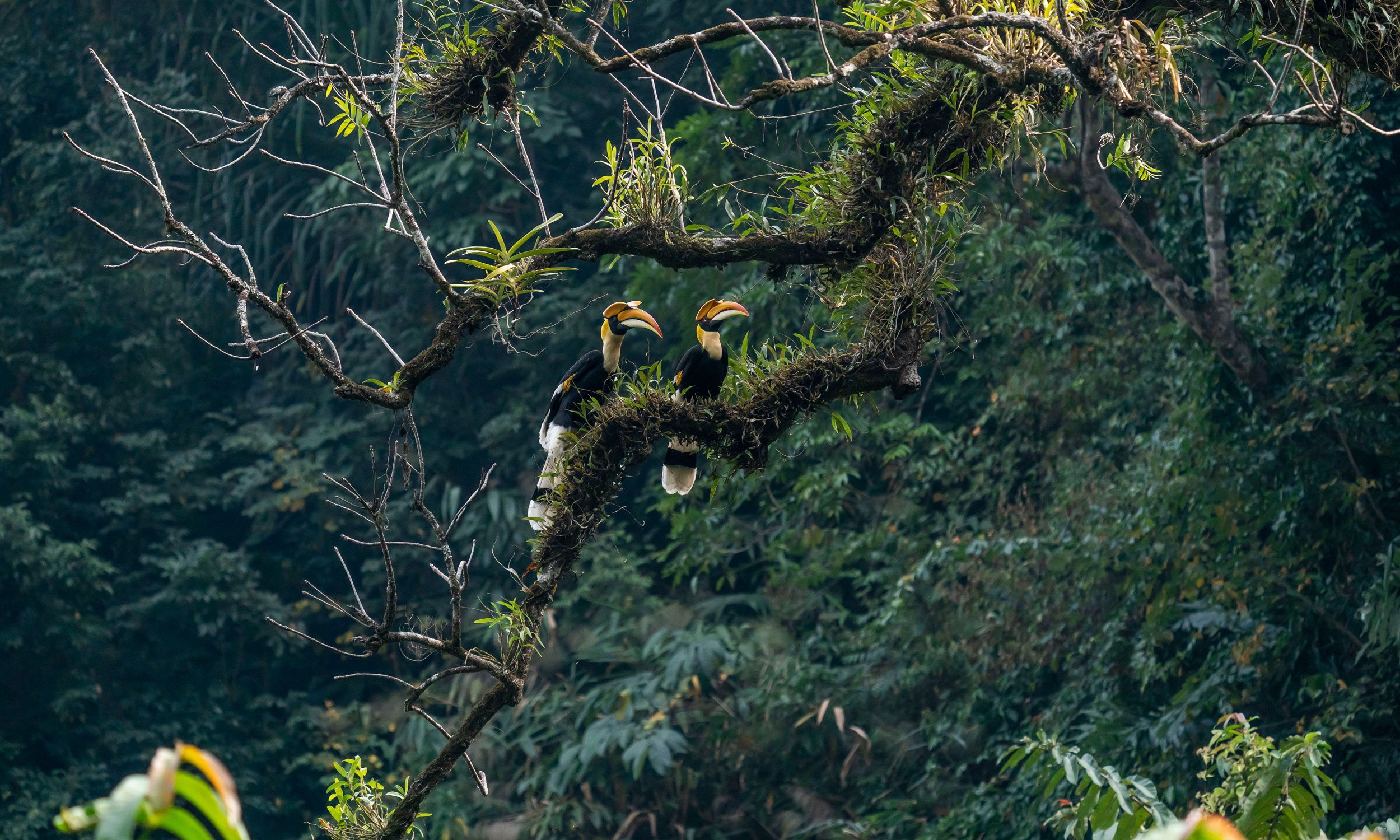 Male and Female Great Hornbill