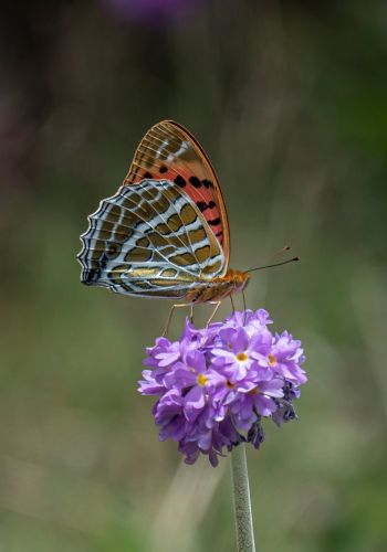 Butterflies in Bhutan