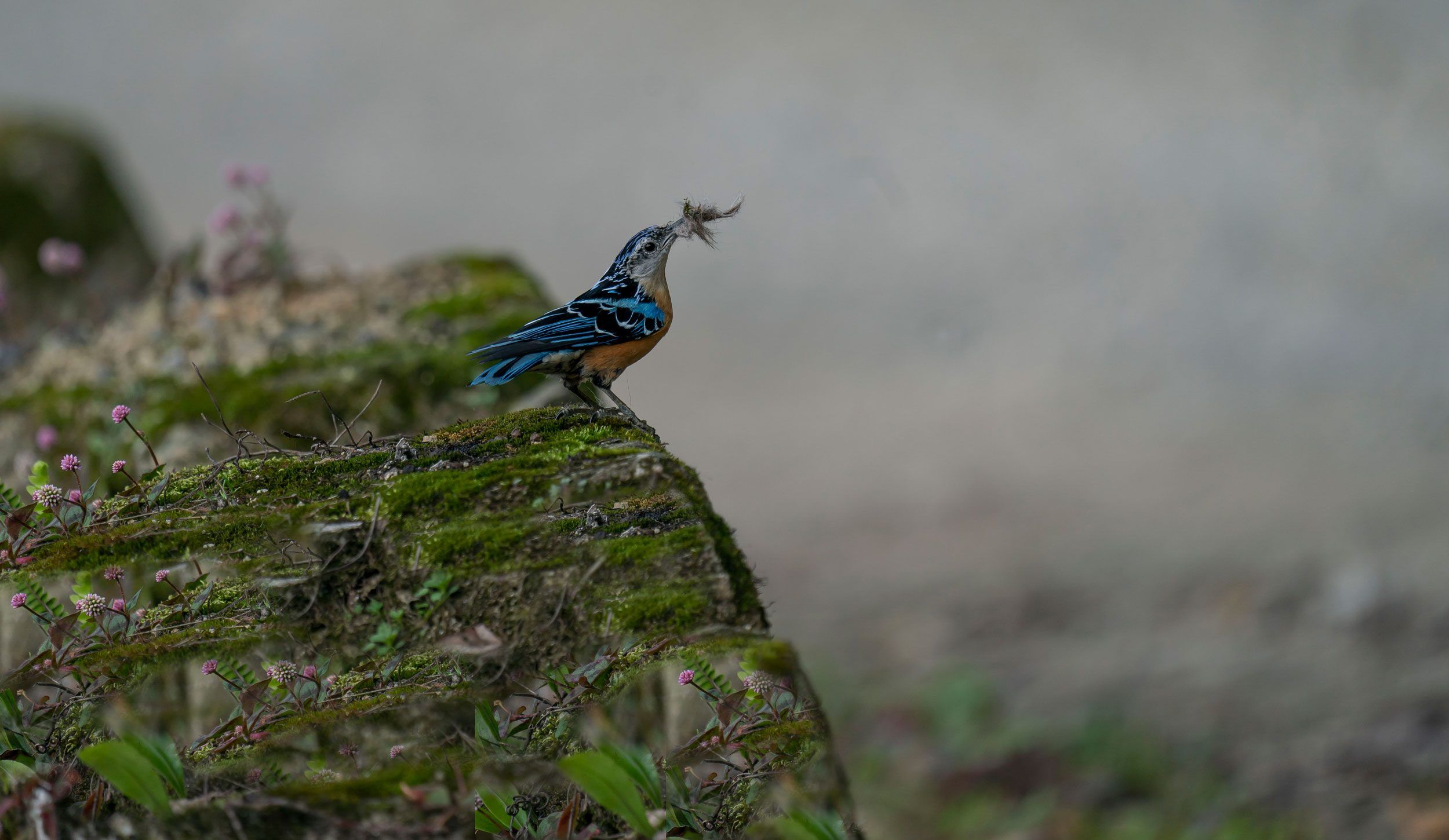 Beautiful Nuthatch in Bhutan